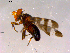  ( - 10PROBE-15884)  @12 [ ] CreativeCommons - Attribution (2011) CBG Photography Group Centre for Biodiversity Genomics