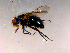  ( - 10PROBE-15888)  @14 [ ] CreativeCommons - Attribution (2011) CBG Photography Group Centre for Biodiversity Genomics