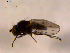  ( - 10PROBE-15916)  @12 [ ] CreativeCommons - Attribution (2011) CBG Photography Group Centre for Biodiversity Genomics