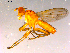  ( - 10PROBE-15986)  @12 [ ] CreativeCommons - Attribution (2011) CBG Photography Group Centre for Biodiversity Genomics