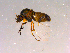  ( - 10PROBE-15991)  @13 [ ] CreativeCommons - Attribution (2011) CBG Photography Group Centre for Biodiversity Genomics