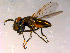  ( - 10PROBE-15999)  @13 [ ] CreativeCommons - Attribution (2011) CBG Photography Group Centre for Biodiversity Genomics