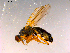  ( - 10PROBE-16009)  @14 [ ] CreativeCommons - Attribution (2011) CBG Photography Group Centre for Biodiversity Genomics