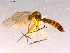  ( - 10PROBE-16068)  @12 [ ] CreativeCommons - Attribution (2011) CBG Photography Group Centre for Biodiversity Genomics