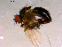  ( - 10PROBE-16151)  @13 [ ] CreativeCommons - Attribution (2011) CBG Photography Group Centre for Biodiversity Genomics