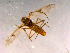  ( - 10PROBE-16172)  @12 [ ] CreativeCommons - Attribution (2011) CBG Photography Group Centre for Biodiversity Genomics