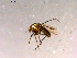  ( - 10PROBE-16173)  @13 [ ] CreativeCommons - Attribution (2011) CBG Photography Group Centre for Biodiversity Genomics