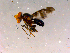  ( - 10PROBE-16189)  @13 [ ] CreativeCommons - Attribution (2011) CBG Photography Group Centre for Biodiversity Genomics