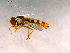  ( - 10PROBE-16194)  @13 [ ] CreativeCommons - Attribution (2011) CBG Photography Group Centre for Biodiversity Genomics