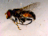  ( - 10PROBE-16196)  @12 [ ] CreativeCommons - Attribution (2011) CBG Photography Group Centre for Biodiversity Genomics