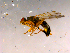 ( - 10PROBE-16237)  @14 [ ] CreativeCommons - Attribution (2011) CBG Photography Group Centre for Biodiversity Genomics