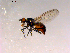  ( - 10PROBE-16265)  @13 [ ] CreativeCommons - Attribution (2011) CBG Photography Group Centre for Biodiversity Genomics