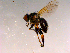  ( - 10PROBE-16317)  @13 [ ] CreativeCommons - Attribution (2011) CBG Photography Group Centre for Biodiversity Genomics