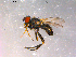  ( - 10PROBE-16365)  @13 [ ] CreativeCommons - Attribution (2011) CBG Photography Group Centre for Biodiversity Genomics