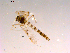  ( - 10PROBE-16465)  @13 [ ] CreativeCommons - Attribution (2011) CBG Photography Group Centre for Biodiversity Genomics