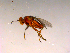  ( - 10PROBE-16491)  @12 [ ] CreativeCommons - Attribution (2011) CBG Photography Group Centre for Biodiversity Genomics