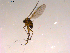  ( - 10PROBE-16547)  @13 [ ] CreativeCommons - Attribution (2011) CBG Photography Group Centre for Biodiversity Genomics