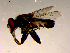  ( - 10PROBE-16562)  @12 [ ] CreativeCommons - Attribution (2011) CBG Photography Group Centre for Biodiversity Genomics