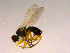  ( - 10PROBE-16582)  @12 [ ] CreativeCommons - Attribution (2011) CBG Photography Group Centre for Biodiversity Genomics