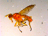  ( - 10PROBE-16608)  @12 [ ] CreativeCommons - Attribution (2011) CBG Photography Group Centre for Biodiversity Genomics