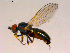  (Chamaemyia sp. TAW1 - 10PROBE-16690)  @13 [ ] CreativeCommons - Attribution (2011) CBG Photography Group Centre for Biodiversity Genomics