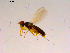  (Carexomyza marshalli - 10PROBE-16715)  @13 [ ] CreativeCommons - Attribution (2011) CBG Photography Group Centre for Biodiversity Genomics