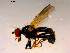  ( - 10PROBE-16805)  @13 [ ] CreativeCommons - Attribution (2011) CBG Photography Group Centre for Biodiversity Genomics