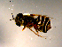  ( - 10PROBE-16828)  @12 [ ] CreativeCommons - Attribution (2011) CBG Photography Group Centre for Biodiversity Genomics