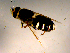  ( - 10PROBE-16829)  @13 [ ] CreativeCommons - Attribution (2011) CBG Photography Group Centre for Biodiversity Genomics
