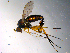  ( - 10PROBE-13502)  @13 [ ] CreativeCommons - Attribution (2011) CBG Photography Group Centre for Biodiversity Genomics