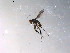  ( - 10PROBE-13515)  @13 [ ] CreativeCommons - Attribution (2011) CBG Photography Group Centre for Biodiversity Genomics
