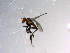 ( - 10PROBE-13517)  @13 [ ] CreativeCommons - Attribution (2011) CBG Photography Group Centre for Biodiversity Genomics