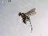  ( - 10PROBE-13522)  @13 [ ] CreativeCommons - Attribution (2011) CBG Photography Group Centre for Biodiversity Genomics