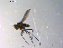  ( - 10PROBE-13524)  @13 [ ] CreativeCommons - Attribution (2011) CBG Photography Group Centre for Biodiversity Genomics