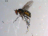  ( - 10PROBE-13526)  @13 [ ] CreativeCommons - Attribution (2011) CBG Photography Group Centre for Biodiversity Genomics
