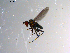  (Campsicnemus vanduzeei - 10PROBE-13537)  @13 [ ] CreativeCommons - Attribution (2011) CBG Photography Group Centre for Biodiversity Genomics