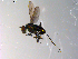  ( - 10PROBE-13543)  @12 [ ] CreativeCommons - Attribution (2011) CBG Photography Group Centre for Biodiversity Genomics