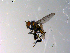  ( - 10PROBE-13544)  @12 [ ] CreativeCommons - Attribution (2011) CBG Photography Group Centre for Biodiversity Genomics