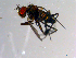  ( - 10PROBE-13545)  @12 [ ] CreativeCommons - Attribution (2011) CBG Photography Group Centre for Biodiversity Genomics