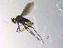  ( - 10PROBE-13546)  @12 [ ] CreativeCommons - Attribution (2011) CBG Photography Group Centre for Biodiversity Genomics