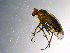  ( - 10PROBE-13555)  @12 [ ] CreativeCommons - Attribution (2011) CBG Photography Group Centre for Biodiversity Genomics