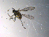  ( - 10PROBE-13558)  @12 [ ] CreativeCommons - Attribution (2011) CBG Photography Group Centre for Biodiversity Genomics