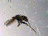  ( - 10PROBE-13561)  @12 [ ] CreativeCommons - Attribution (2011) CBG Photography Group Centre for Biodiversity Genomics