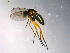  ( - 10PROBE-13574)  @13 [ ] CreativeCommons - Attribution (2011) CBG Photography Group Centre for Biodiversity Genomics