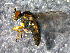  ( - 10PROBE-07786)  @13 [ ] CreativeCommons - Attribution (2011) CBG Photography Group Centre for Biodiversity Genomics
