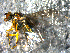  ( - 10PROBE-07788)  @13 [ ] CreativeCommons - Attribution (2011) CBG Photography Group Centre for Biodiversity Genomics