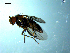  ( - 10PROBE-07789)  @12 [ ] CreativeCommons - Attribution (2011) CBG Photography Group Centre for Biodiversity Genomics