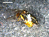  ( - 10PROBE-07790)  @12 [ ] CreativeCommons - Attribution (2011) CBG Photography Group Centre for Biodiversity Genomics