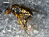  (Dolichopus solidus - 10PROBE-07792)  @13 [ ] CreativeCommons - Attribution (2011) CBG Photography Group Centre for Biodiversity Genomics