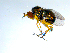  ( - 10PROBE-07802)  @13 [ ] CreativeCommons - Attribution (2011) CBG Photography Group Centre for Biodiversity Genomics